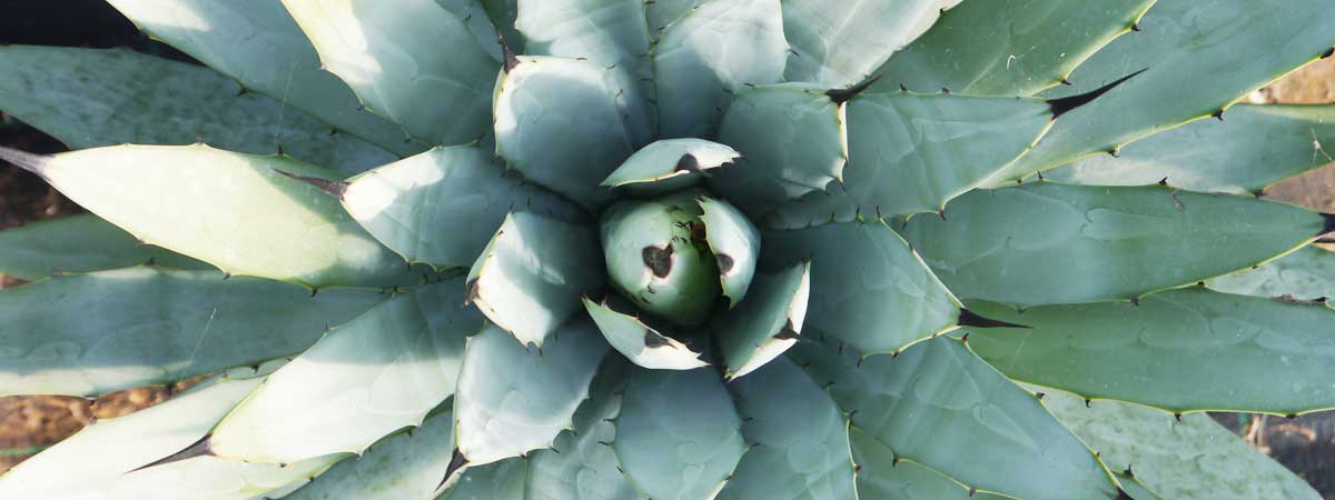 Comment prendre soin de vos cactus ?