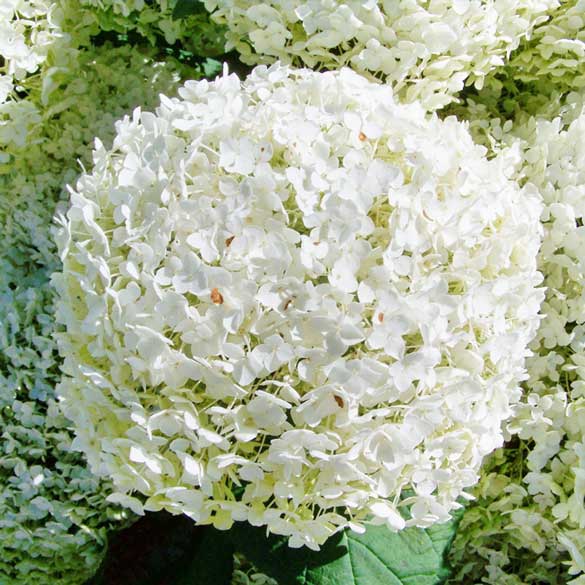 hydrangea hortensia arborescens