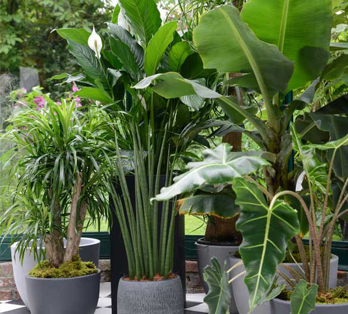 Plantes tropicales pour l'intérieur