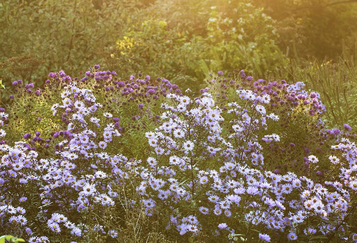 Fleurs