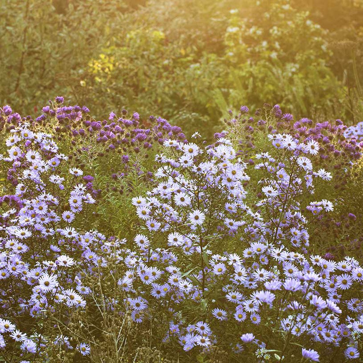 Fleurs