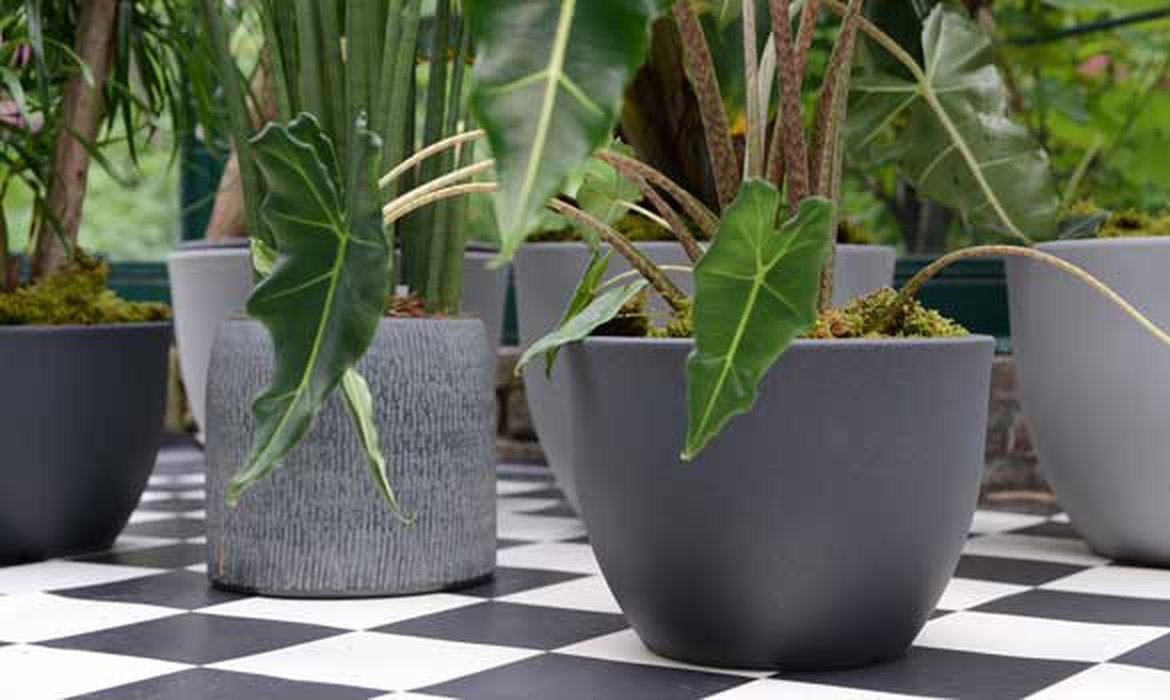 Plantes posées sur le sol