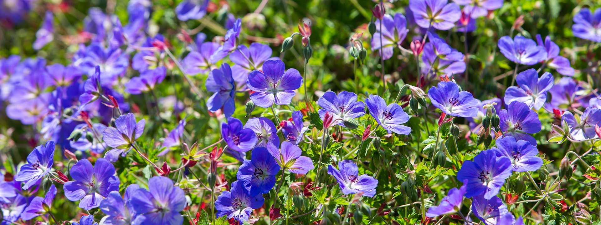 Plantes & fleurs vivaces