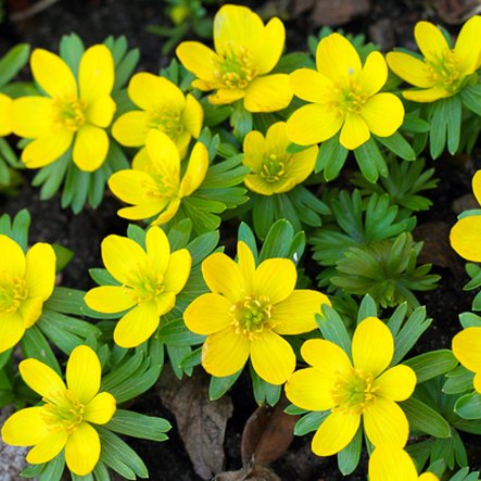 Eranthis hyemalis

 