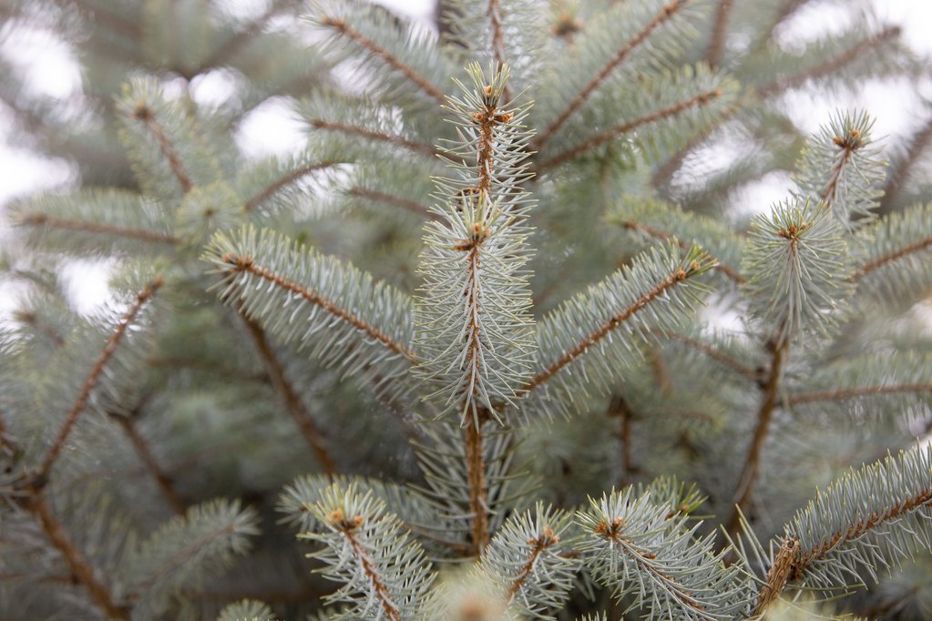 Le sapin de Noël, LA tradition des fêtes de fin d'année