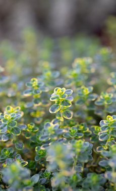 Plantes aromatiques

 

 