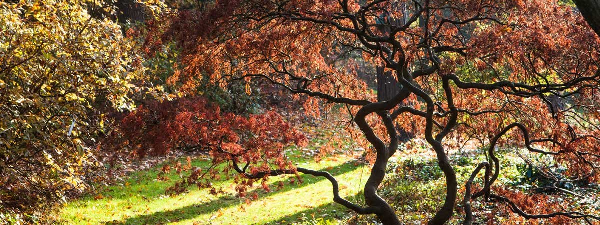 Comment prendre soin de son jardin à l’automne