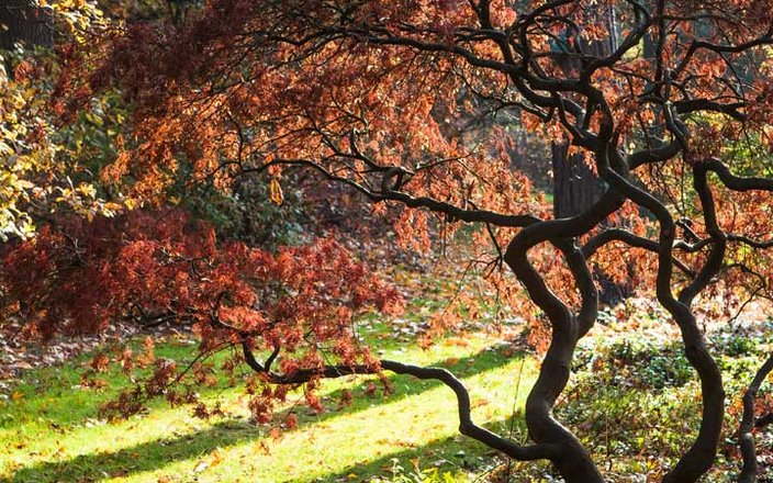 Comment prendre soin de son jardin à l’automne