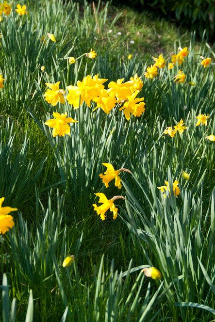 En mars, place aux narcisses !