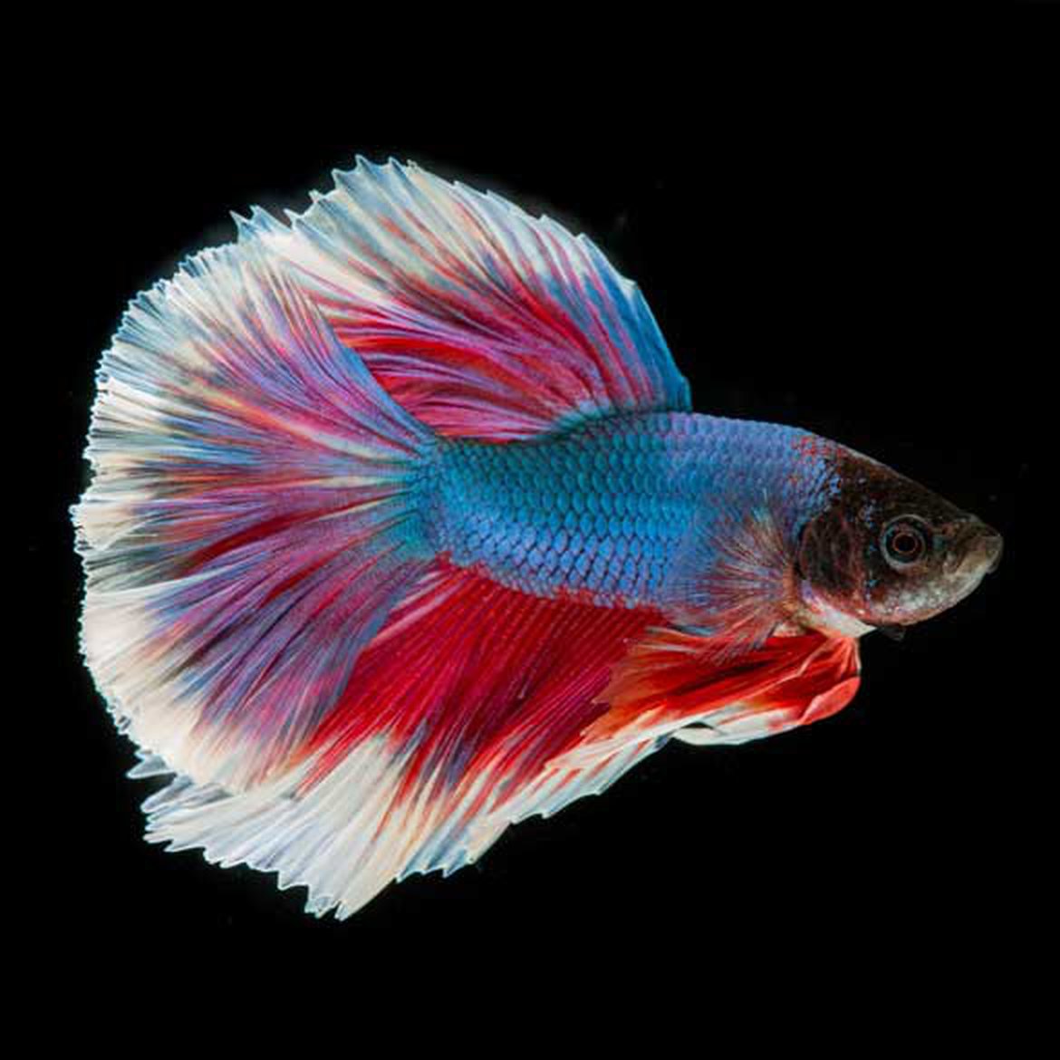 Poisson combattant - fighting fish