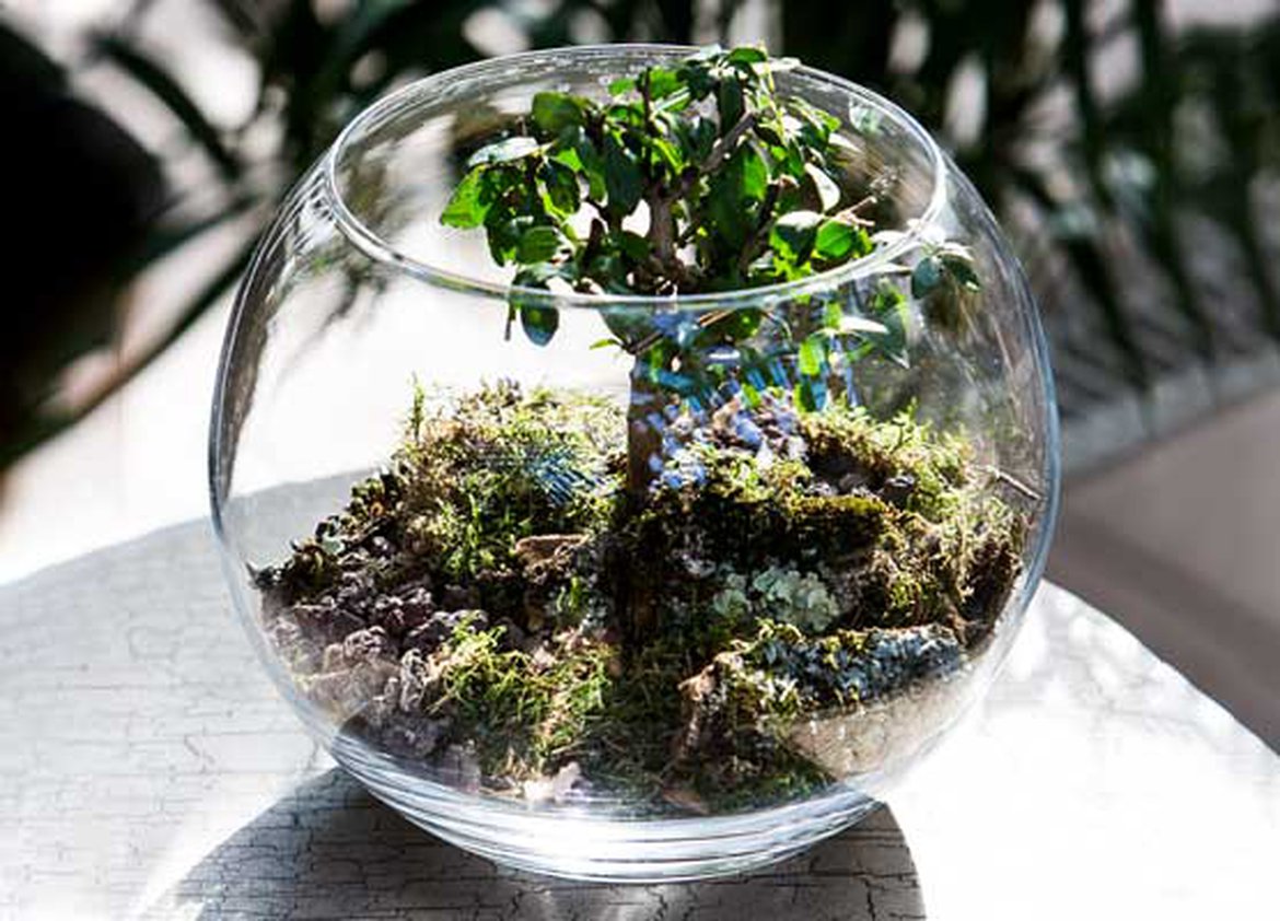 Choisir son terrarium végétal