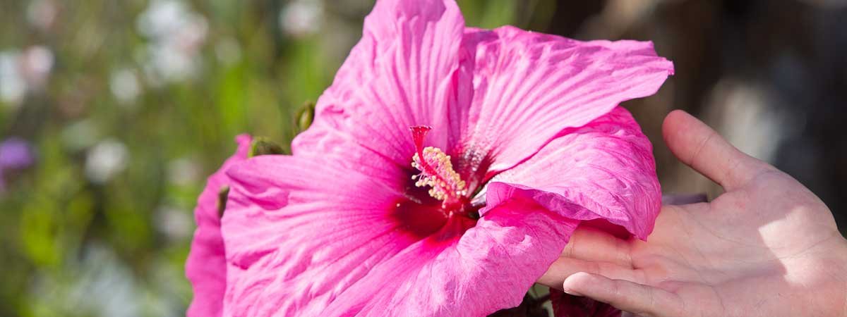 Donnez une note exotique à votre extérieur avec des hibiscus