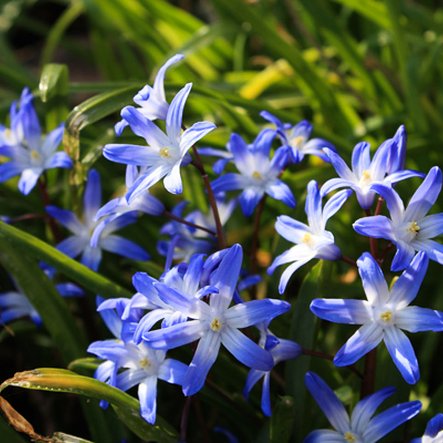 Scilla siberica

 