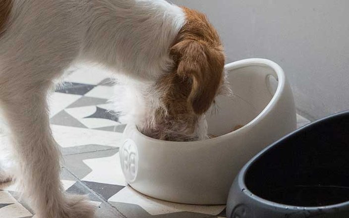 Passez à une alimentation naturelle pour votre chien : le B.A.R.F