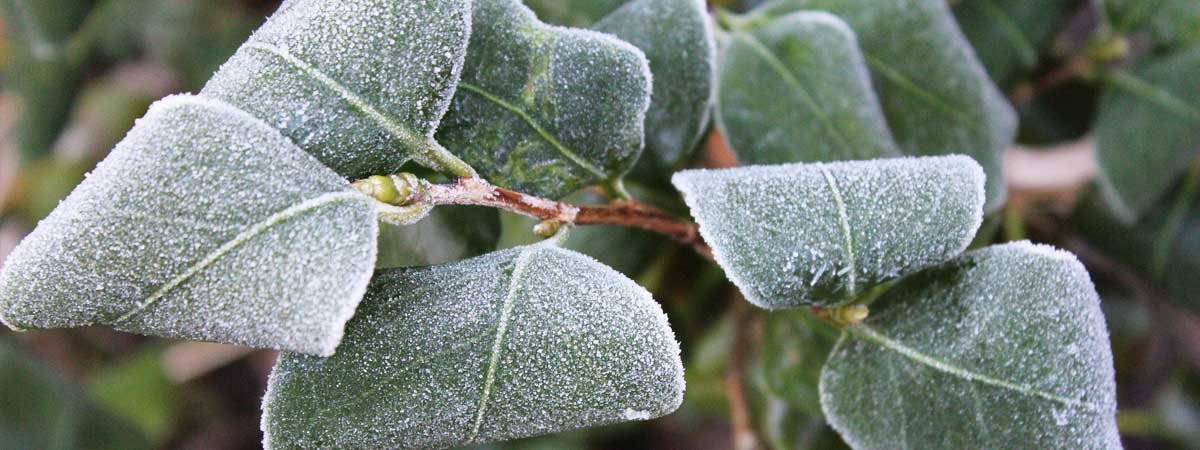 Préparez votre jardin pour l’hiver