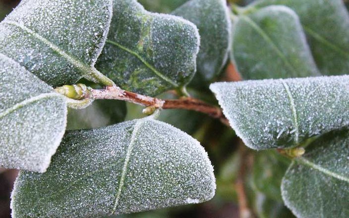 Préparez votre jardin pour l’hiver