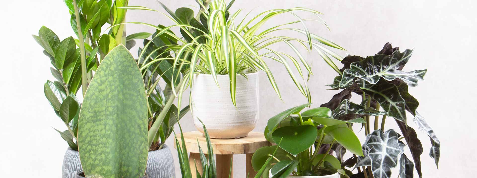 Tout savoir sur les plantes d’intérieur pour une décoration vivante