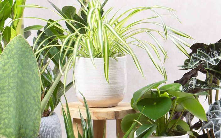 Tout savoir sur les plantes d’intérieur pour une décoration vivante