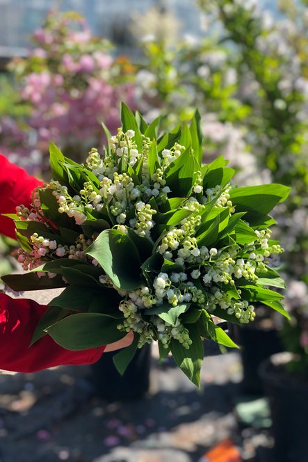 Lis ou muguet pour mai ?

 