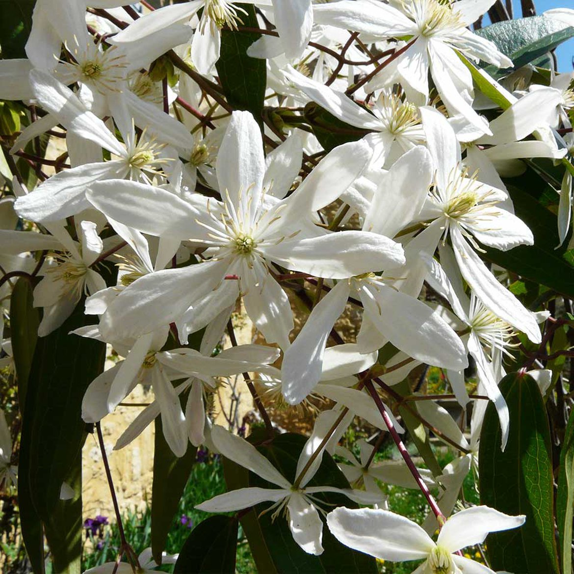 Clematis armandii