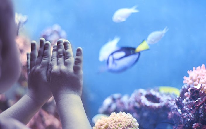 Comment choisir un aquarium pour un enfant qui débute ?