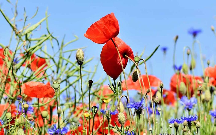 3 gestes utiles pour favoriser la nature dans votre jardin