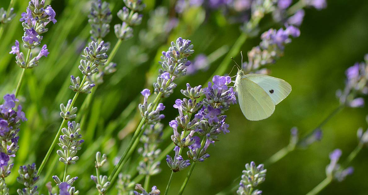 Papillon