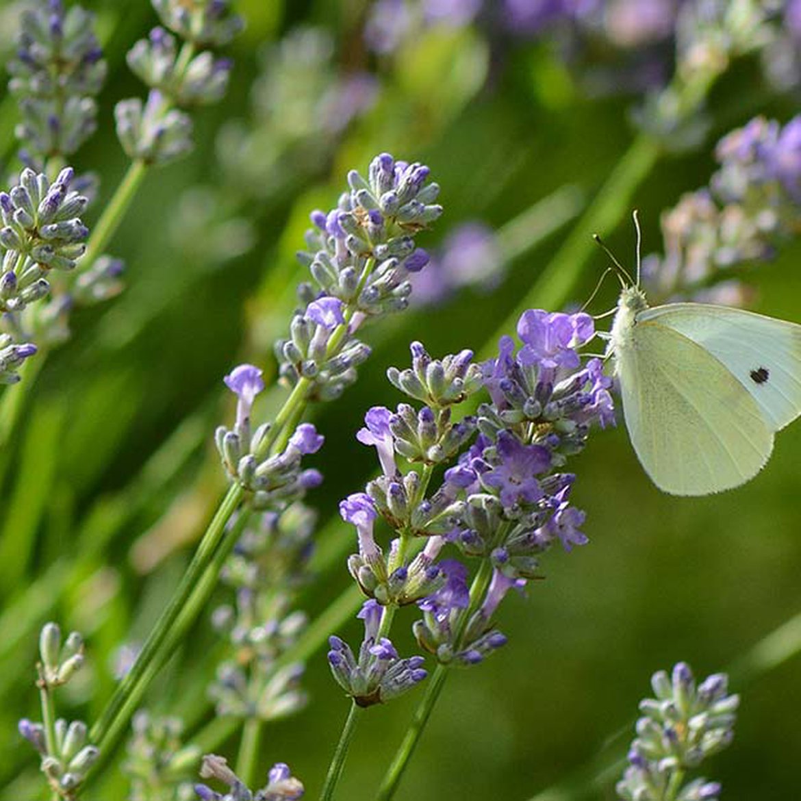 Papillon