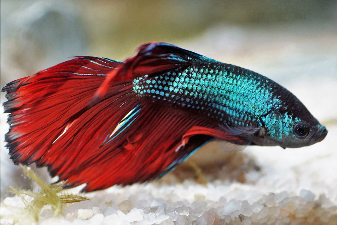 Betta splendens