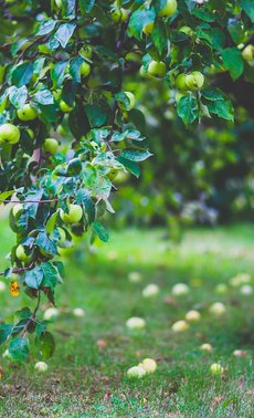 Arbres fruitiers & petits fruits

 

 