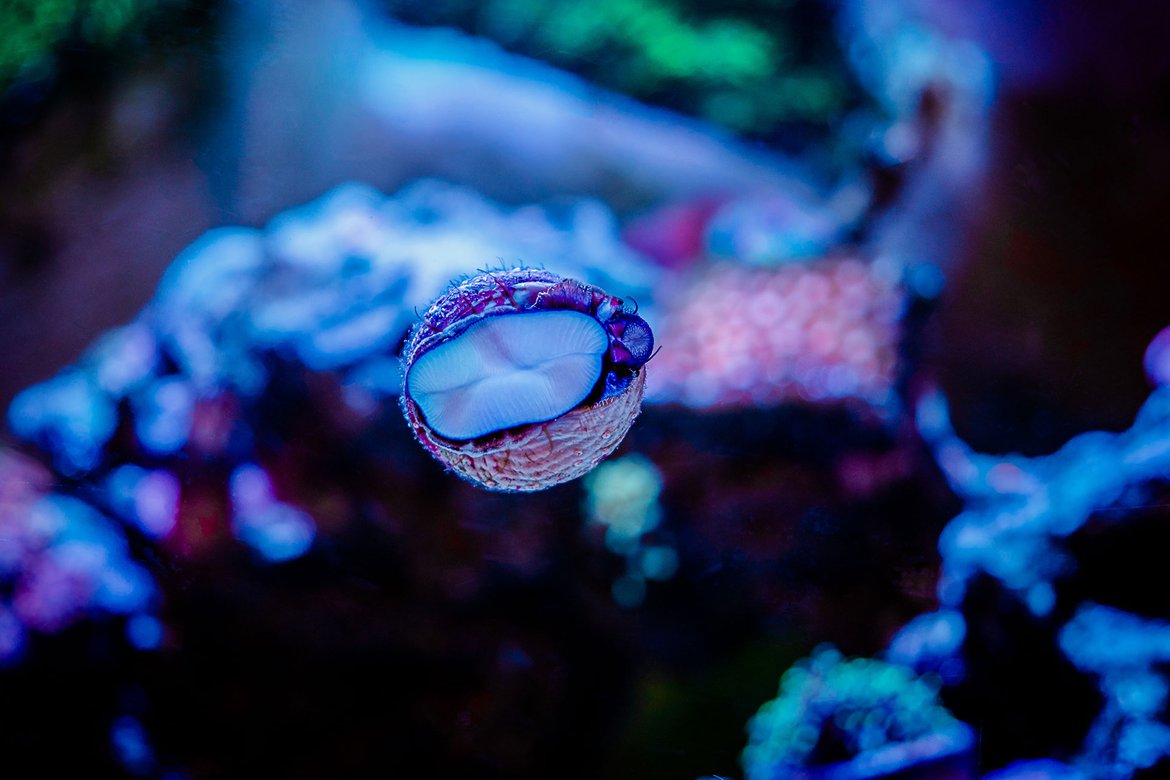 Un auxiliaire d'aquarium