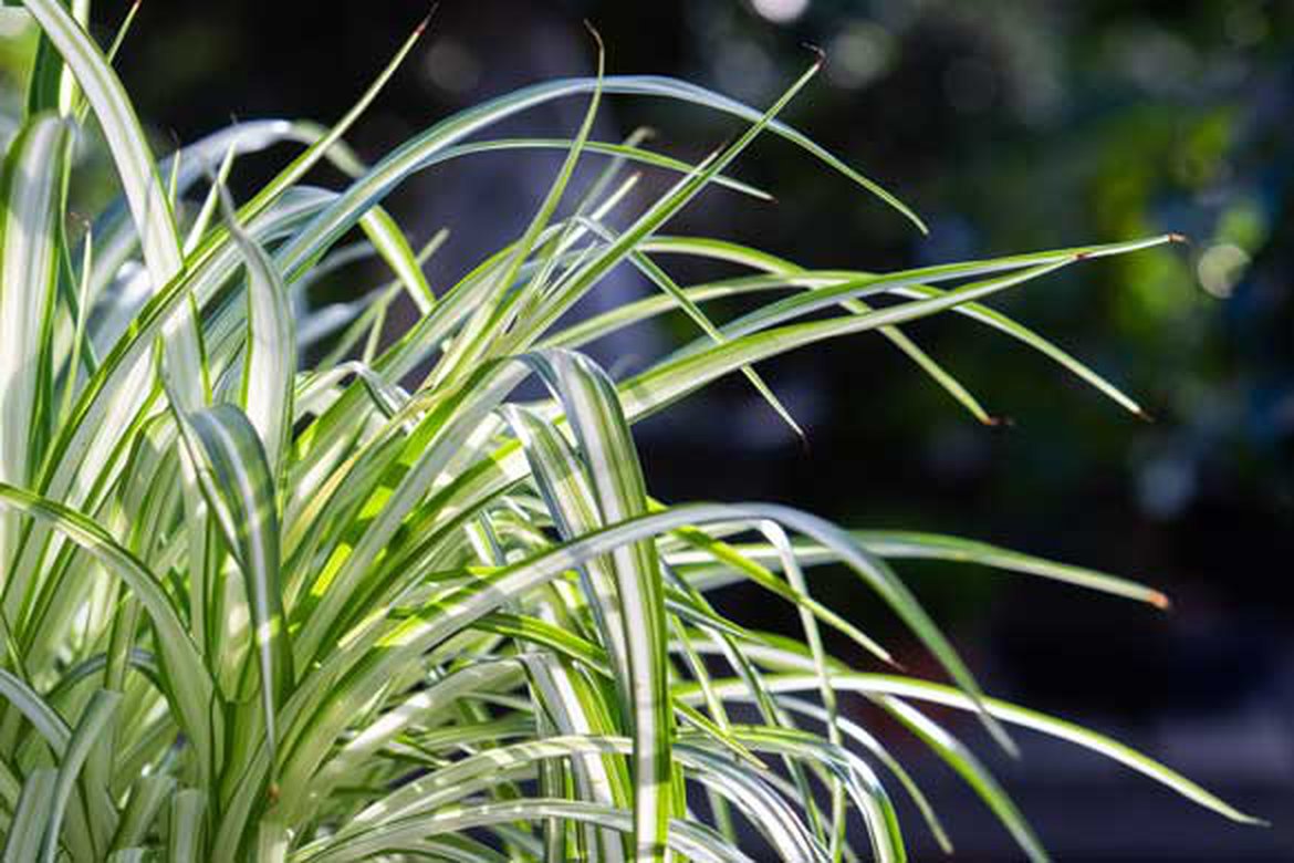 chlorophytum
