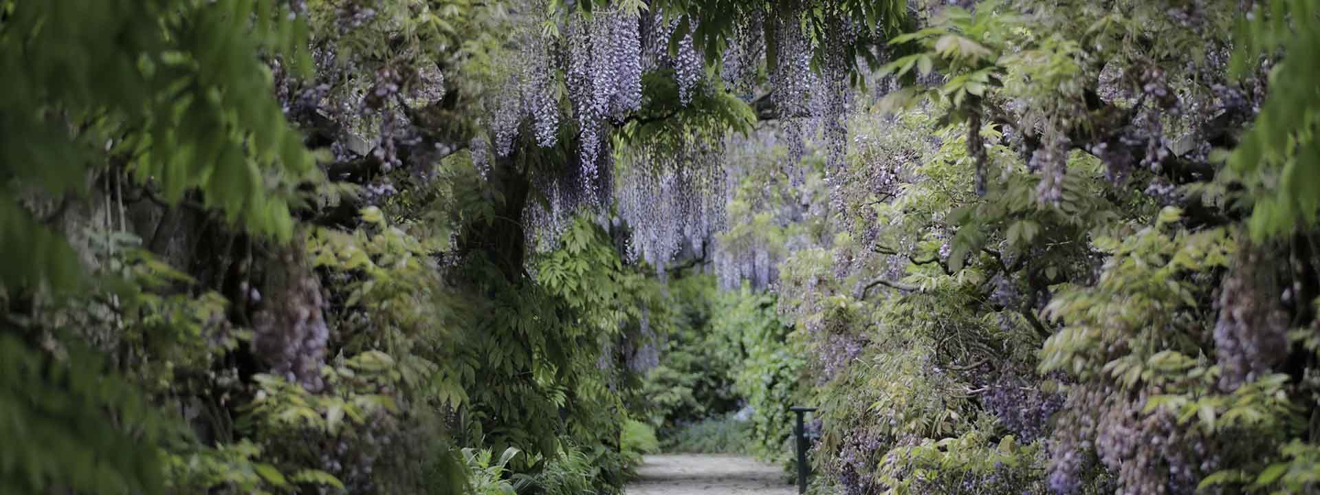 Les glycines, des tentures romantiques sur les façades et dans le jardin