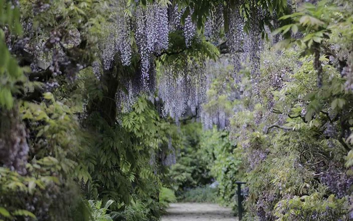 Les glycines, des tentures romantiques sur les façades et dans le jardin