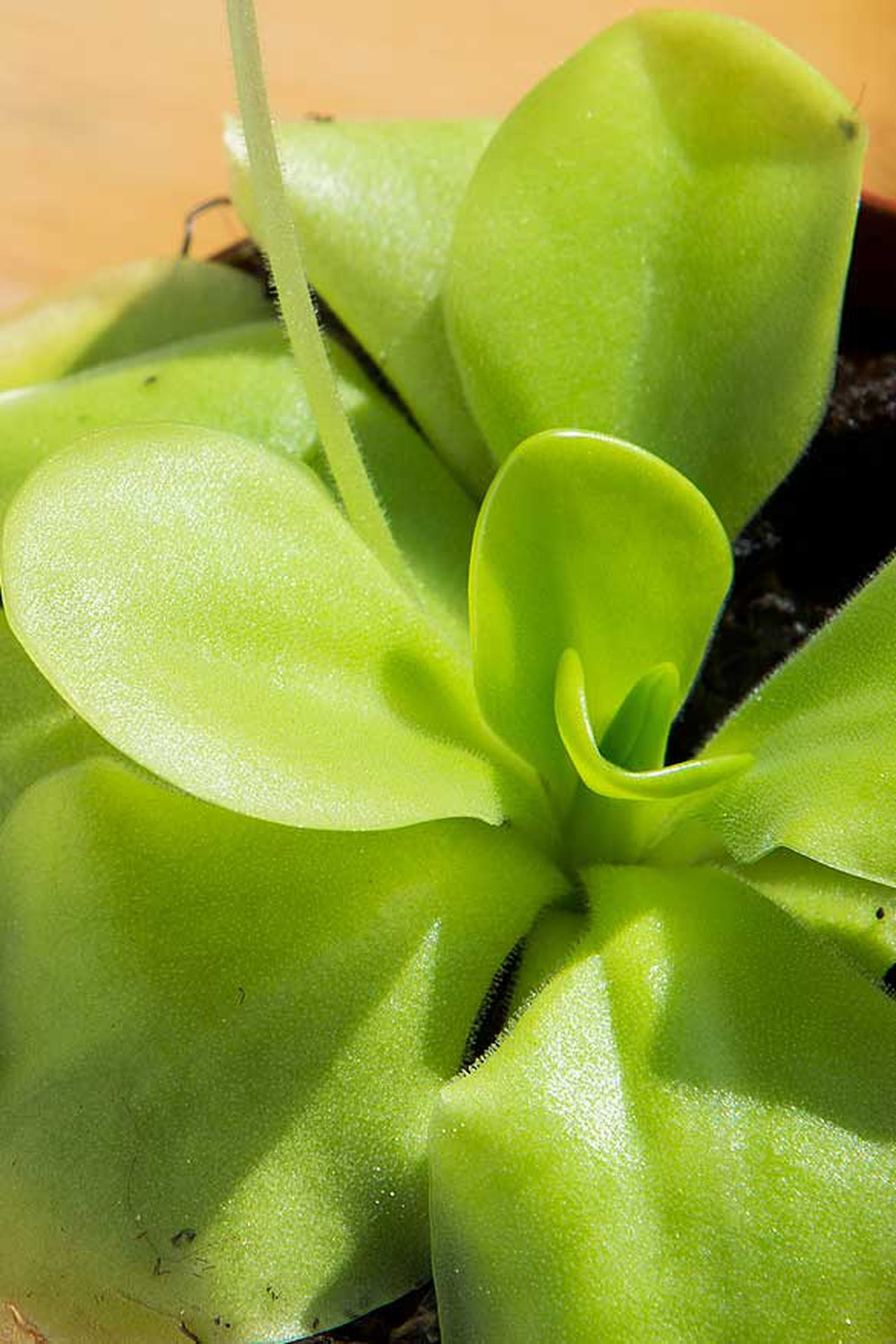 Pinguicula 'Tina'