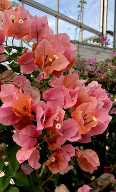 Bougainvilliers