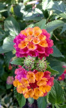 Autres plantes méditerranéennes

 