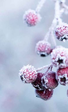 Protéger ses plantes du givre

 