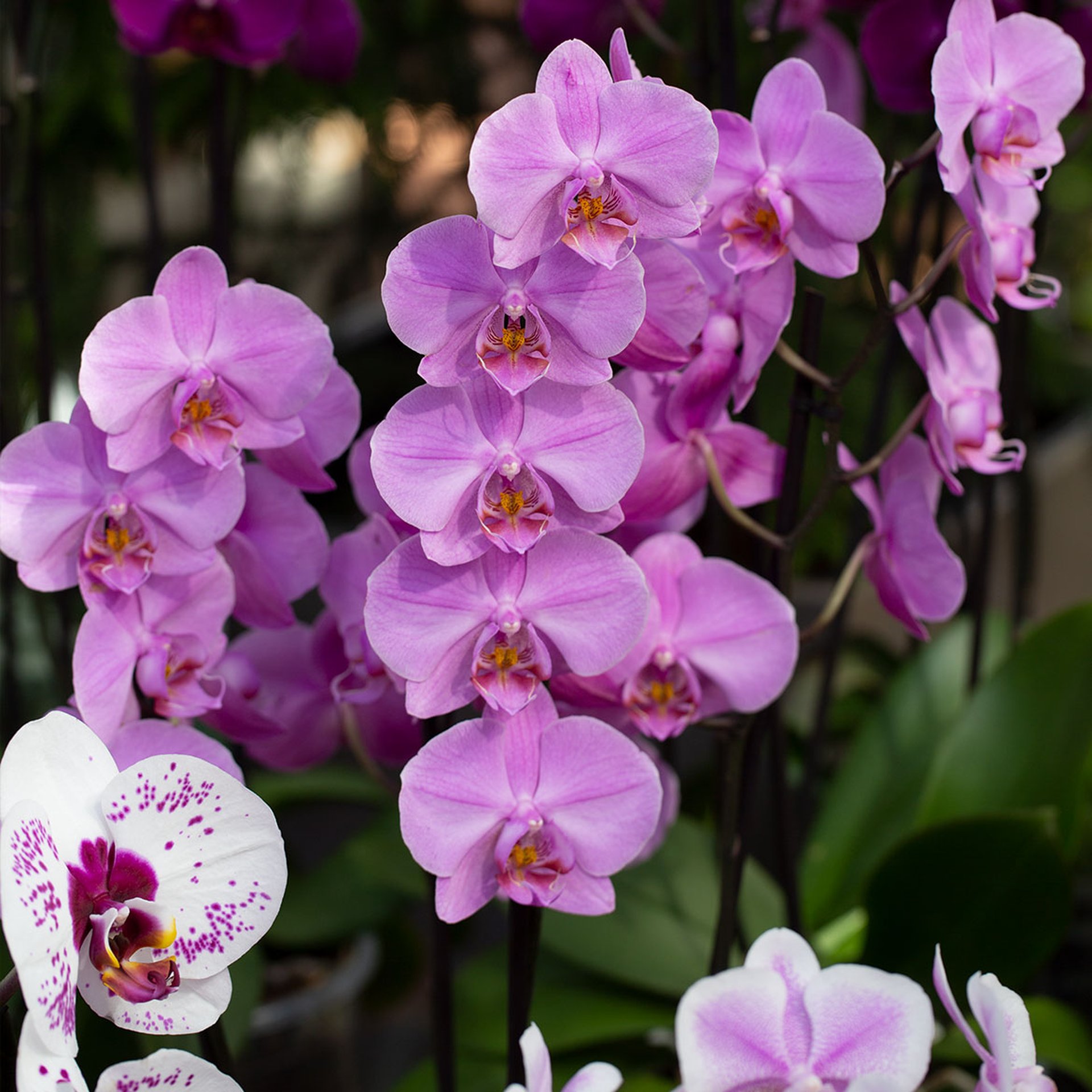 Orchidées