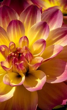 Tout savoir sur la diversité des dahlias

 