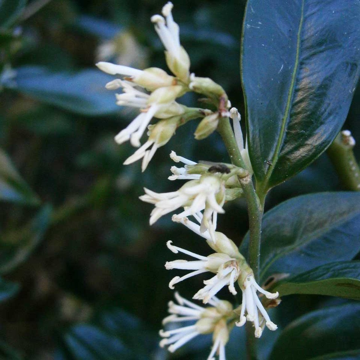 Sarcococca confusa