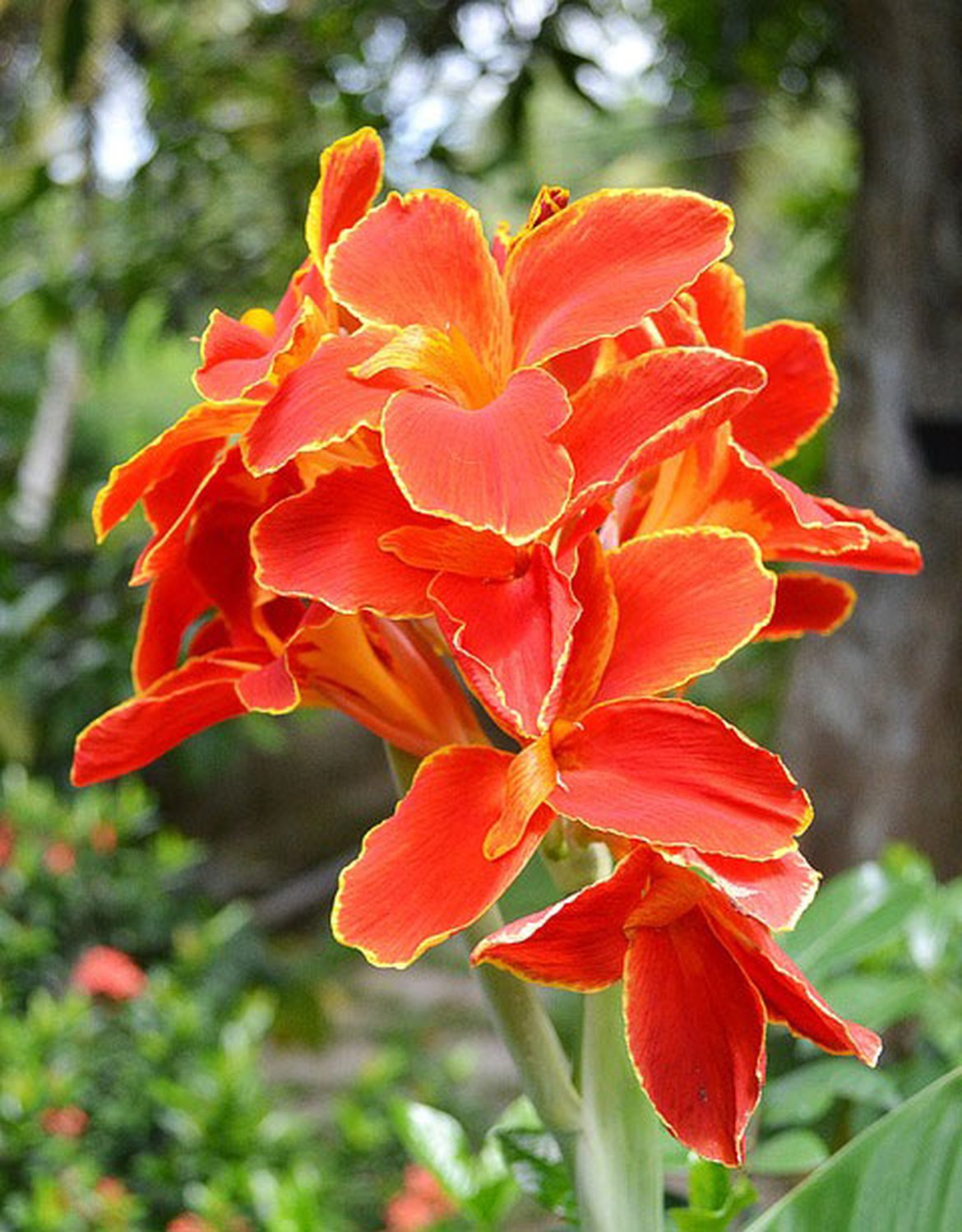 Canna indica