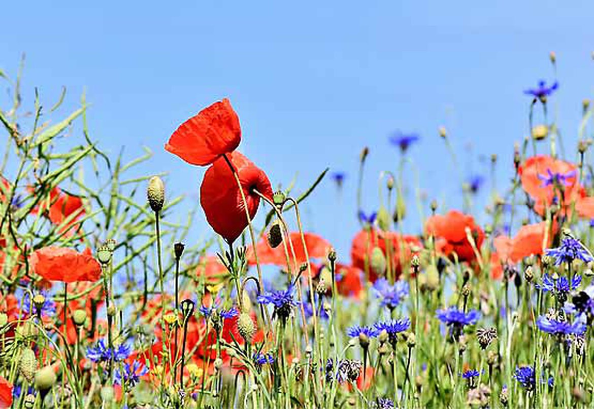 Un jardin naturel