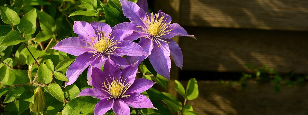 Les clématites, pour draper le jardin de fleurs