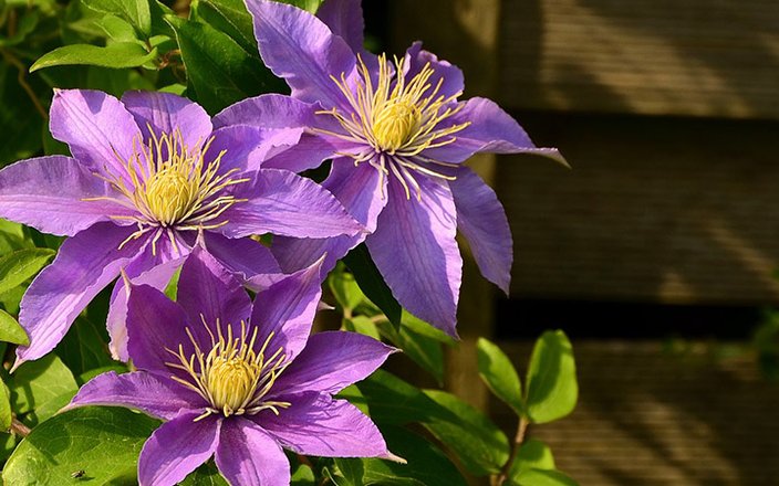 Les clématites, pour draper le jardin de fleurs