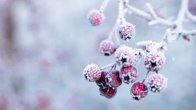 Comment protéger vos plantes pour l’hiver