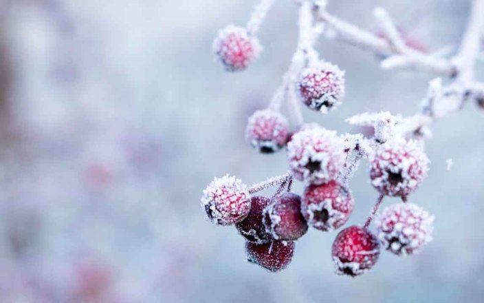 Comment protéger vos plantes pour l’hiver