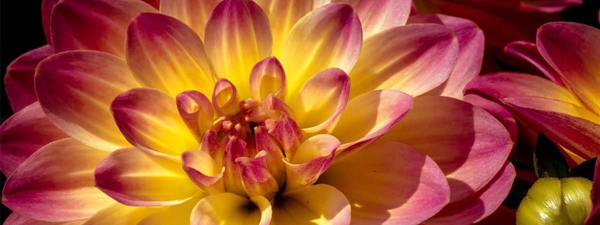 Si vous aimez les couleurs chaudes et variées, alors vous adorerez cultiver et admirer les dahlias