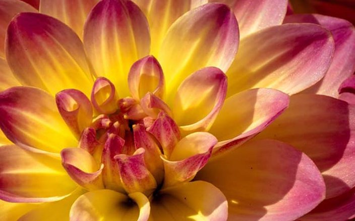 Si vous aimez les couleurs chaudes et variées, alors vous adorerez cultiver et admirer les dahlias