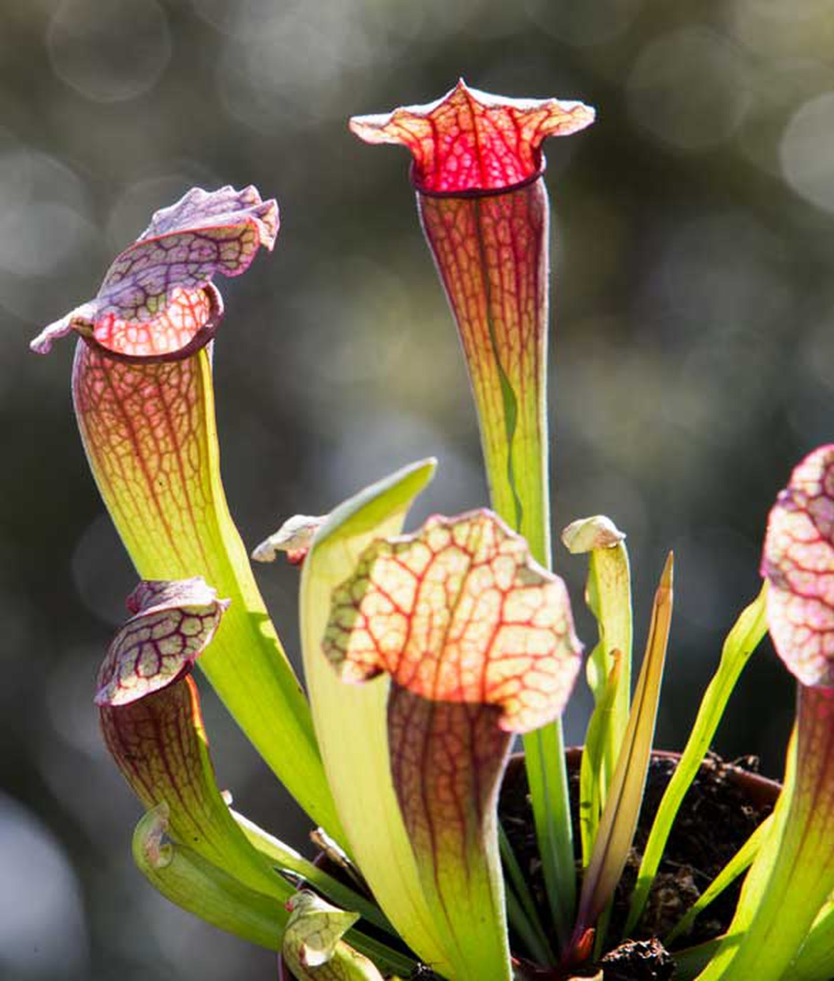 Sarracenia (Sarracénie)